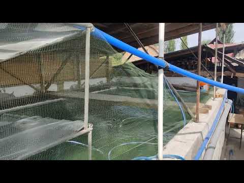 Видео: Короо шартында салынган чакаан балык чарба