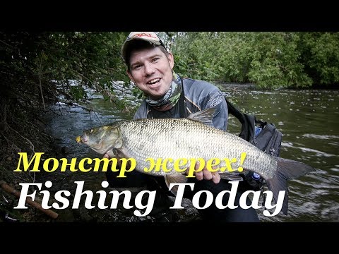 Видео: Вот это улов! Жерех - Fishing Today