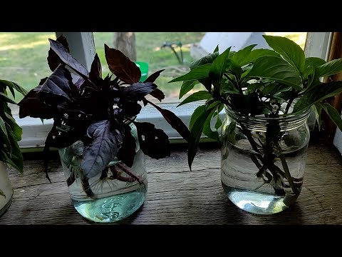 Видео: Черенкование Базиликов и Огурцов. 2 часть