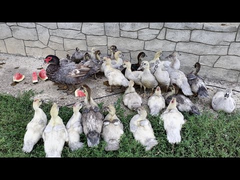 Видео: Личинка выросла, кормим ей птицу. Коротко о жизненном цикле чёрной львинки и  процессе выращивания.