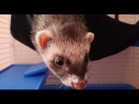 Видео: Зверёк за 20к//Вопрос-ответ про хорька//