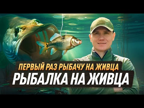 Видео: ПЕРВЫЙ РАЗ ЛОВЛЮ ЩУКУ НА ЖИВЦА. Рыбалка на живца
