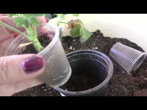 Видео: Результат укоренения черенков пеларгоний в субстрате
