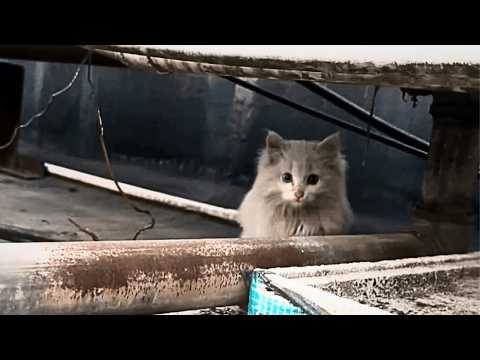 Видео: У входа в отель девушка встретила пугливую кошку и со временем и терпением научила её доверять.