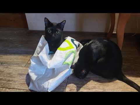 Видео: Строгий контроль  Strict verification