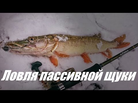 Видео: Ловля пассивной щуки поздней осенью