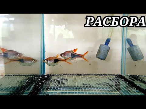 Видео: Расбора в нерестовик и Филомена. Погибла самка расборы и зеленого барбуса