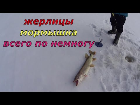Видео: Трофей на жерлицы. Рыбалка на мормышку.Не вошедшее март.