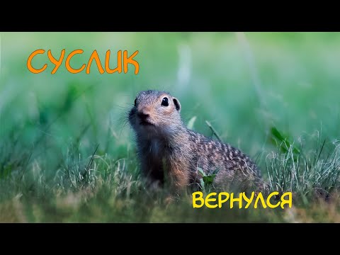 Видео: Суслик в Воронежской области/Ломовской парк