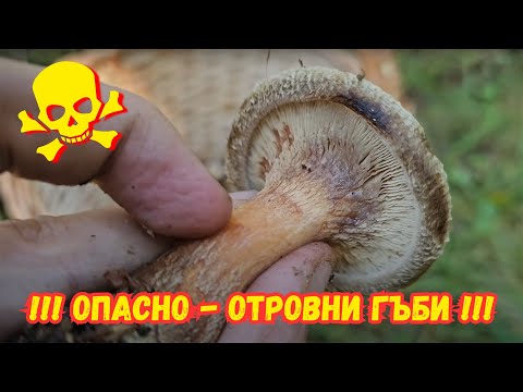 Видео: Сезона на #отровните #гъби