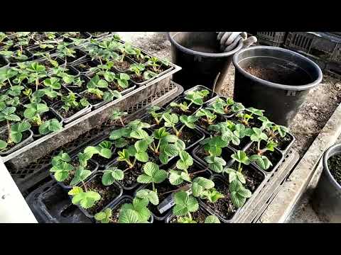 Видео: Какие у нас ЦЕНЫ НА РАССАДУ КЛУБНИКИ? НАША КОЛЛЕКЦИЯ ЗЕМЛЯНИКИ САДОВОЙ!