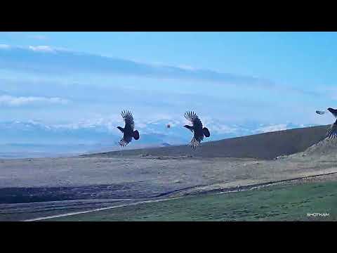 Видео: KEKLİK AVI  , BOL FERMALI VE AKSİYONLU, partridge hunt ,مطاردة الحجل, охота на куропатку / SHOTKAM