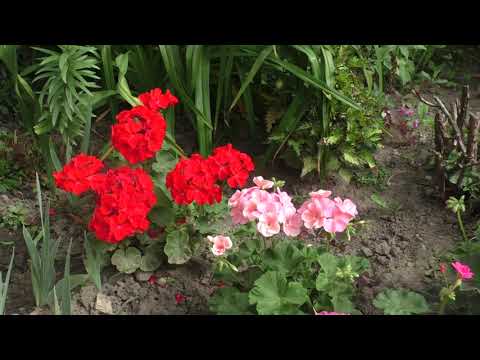 Видео: Пеларгонии в открытом грунте и вазонах. Непрерывное цветение