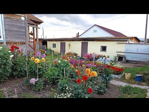 Видео: Сибирь. В гостях у сестры. Любуюсь цветами.