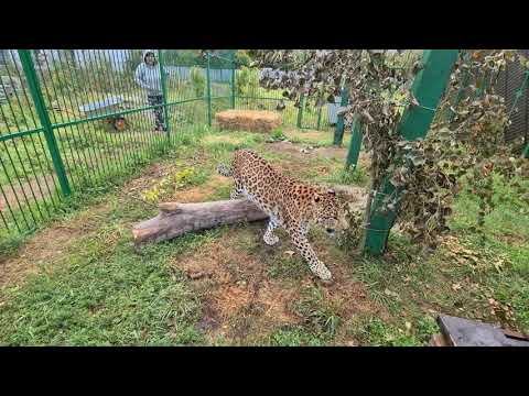 Видео: Расширили вольер леопарду