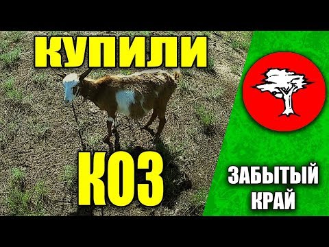 Видео: Купили коз