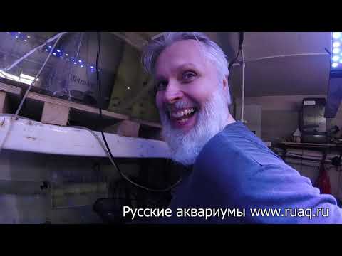 Видео: Инкубатор малавийских цихлид по новому