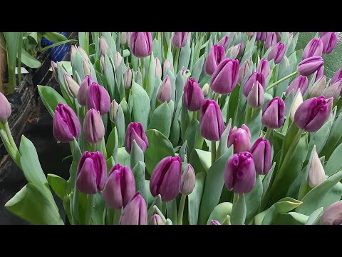 Видео: Тюльпаны, срез и закладка на хранение. Гиацинты!!! Пора приступить к выгонке. Часть 11