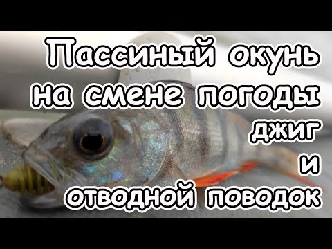 Видео: Ловля пассивного окуня с лодки на смене погоды на джиг и отводной поводок