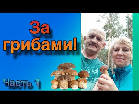 Видео: За грибами.28.08.2024.кв.86.,часть1