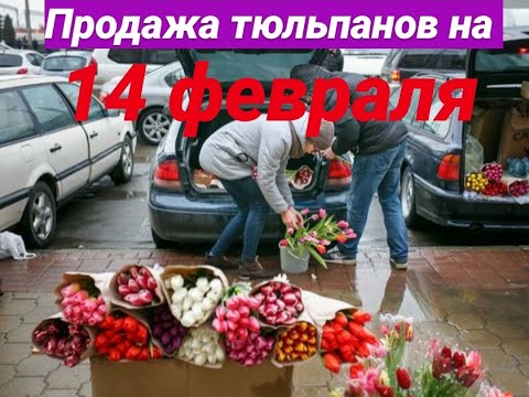 Видео: Сколько можно заработать на продаже цветов на 14 февраля и 8-ое марта? Бизнес на тюльпанах с машины