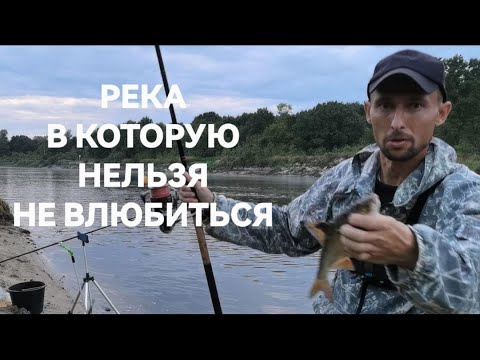 Видео: ФИДЕР В БЕЛАРУСИ НА РЕКЕ ПРИПЯТЬ. ЯЗЁВАЯ ПЛОТВА НА КУКУРУЗУ/ РЕКА В КОТОРУЮ НЕЛЬЗЯ НЕ ВЛЮБИТЬСЯ.