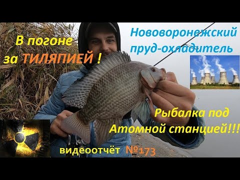 Видео: Тиляпия!!! рядом с Атомной станцией!!!