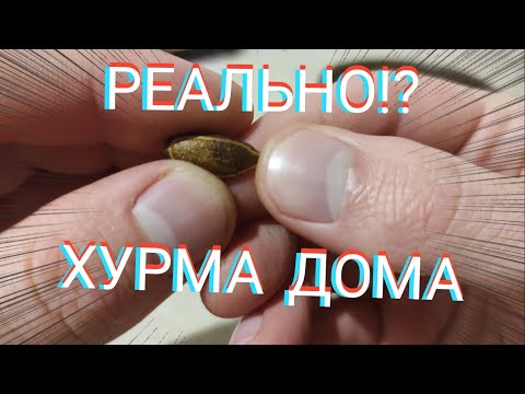 Видео: КАК ВЫРАСТИТЬ ХУРМУ ИЗ КОСТОЧКИ В ДОМАШНИХ УСЛОВИЯХ. Часть 1. ПОСАДКА КОСТОЧКИ.
