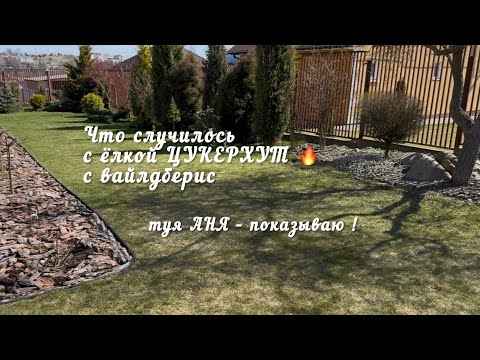 Видео: 🔥 ЧТО СЛУЧИЛОСЬ С ЁЛКОЙ "ЦУКЕРХУТ" с ВАЙЛДБЕРИС? | ТУЯ "АНЯ" – стоит ли брать!