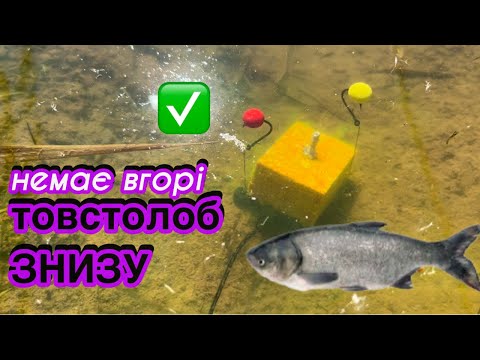 Видео: Ловля товстолоба з дна \ ДОННА СНАСТЬ НА ТОВСТОЛОБИКА