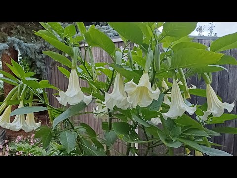 Видео: черенкование и укоренение бругмансии в воде || способы сохранения бругмансии до весны 