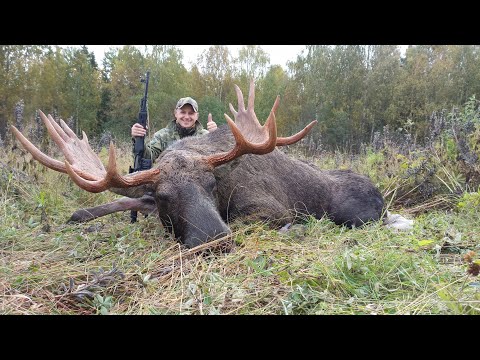 Видео: Охота на Огромного Лося! Такого Быка я ещё не видел!!!