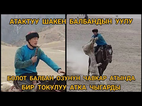 Видео: АТАКТУУ ШАКЕН БАЛБАНДЫН УУЛУ БОЛОТ БАЛБАН ОЗУНУН ЧАВКАР АТЫНДА БИР ТОКУЛУУ АТКА  ЧЫГАРДЫ