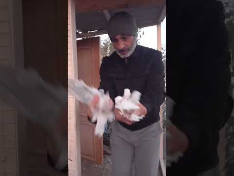 Видео: Везу Николаю голубей.Пусть радуют его!