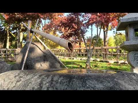 Видео: Японский сад начало ноября осенний парк