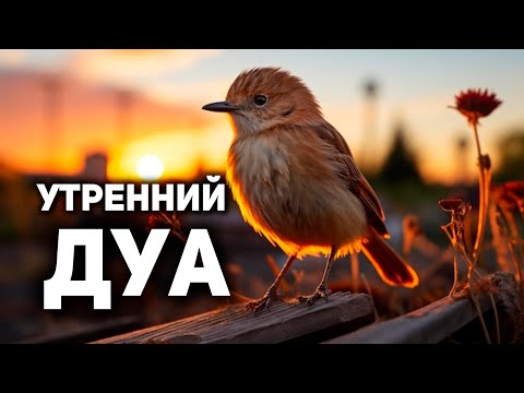 Видео: УТРЕННИЙ ДУА أذكار الصباح ЗАЩИТИТЬ ВАС ВЕСЬ ДЕНЬ | СЛУШАЙТЕ КАЖДОЕ УТРО!