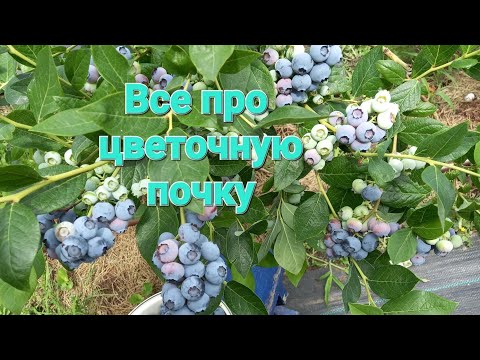 Видео: Что нужно знать про Цветочные почки голубики!!!