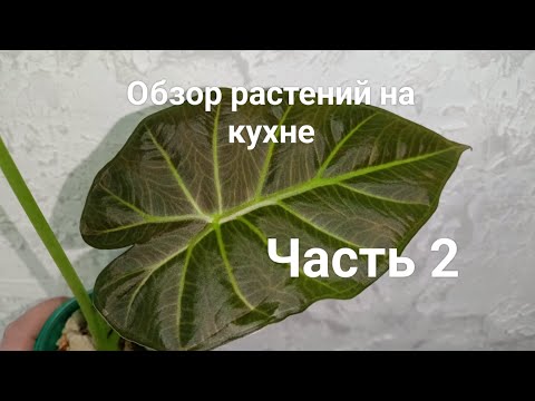 Видео: Обзор моей коллекции растений на кухне.Часть 2.#plants #комнатныерастения #моирастения #растения