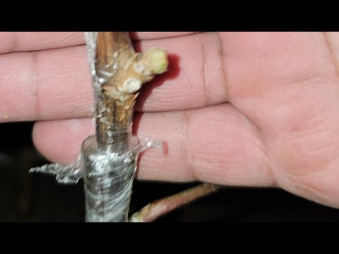 Видео: Тарзи дурусти пайванди ангур