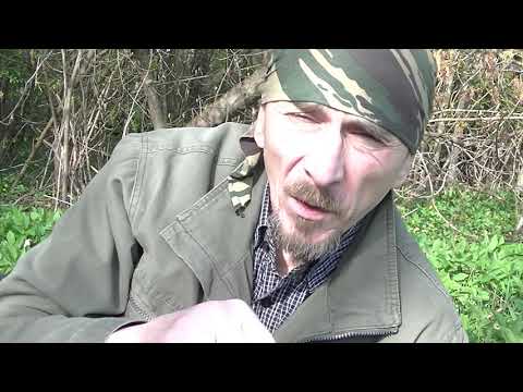 Видео: СНЫТЬ, ОБЫКНОВЕННАЯ,КВАШЕНИЕ.