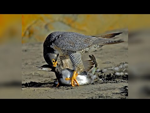 Видео: ПТИЦЫ НА ОХОТЕ! Как охотятся орлы, соколы, ястребы, совы и другие...