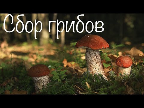 Видео: ОСЕННЯЯ ВОЛНА ГРИБОВ! ОДНА ПОЛЯНА - ПОЛНАЯ КОРЗИНА! Сбор грибов в сентябре