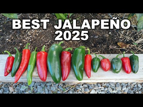 Видео: Любимые халапеньо 2025 года