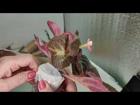 Видео: Распаковка заключительной посылки, вот это красота!!! 🏵️#комнатныерастения #растения #распаковка