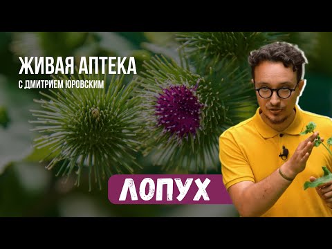 Видео: ЛОПУХ // Способы применения и правила сборы // Живая аптека