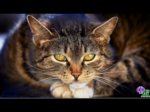 Видео: После смерти хозяйки, кот посмотрел на дом и тихонько пошел к лесу. Обернулся лишь раз и скрылся…