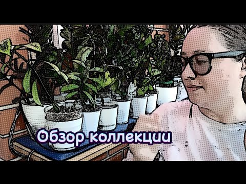 Видео: Обзор коллекции / радости и разочарования #замиокулькас #долларовоедерево