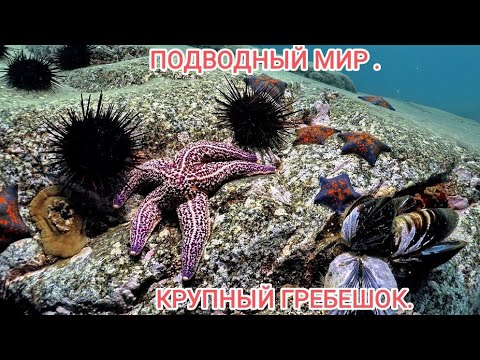 Видео: гребешок морской.Ловля гребешка в Приморье. Жизнь в Приморье. как ловить гребешка?