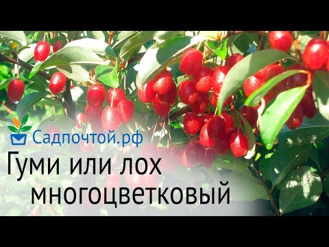 Видео: Гуми или лох многоцветковый плодовый кустарник с вкусными и красивыми ягодами