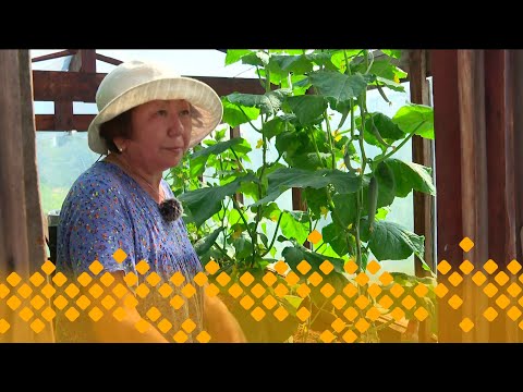 Видео: «Тиэргэн»: Ульяна Верховцева тиэргэнигэр (21.07.25)
